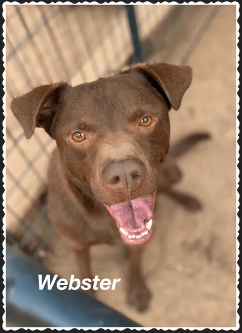 Webster, an adoptable Pit Bull Terrier in Canyon, TX, 79015 | Photo Image 1