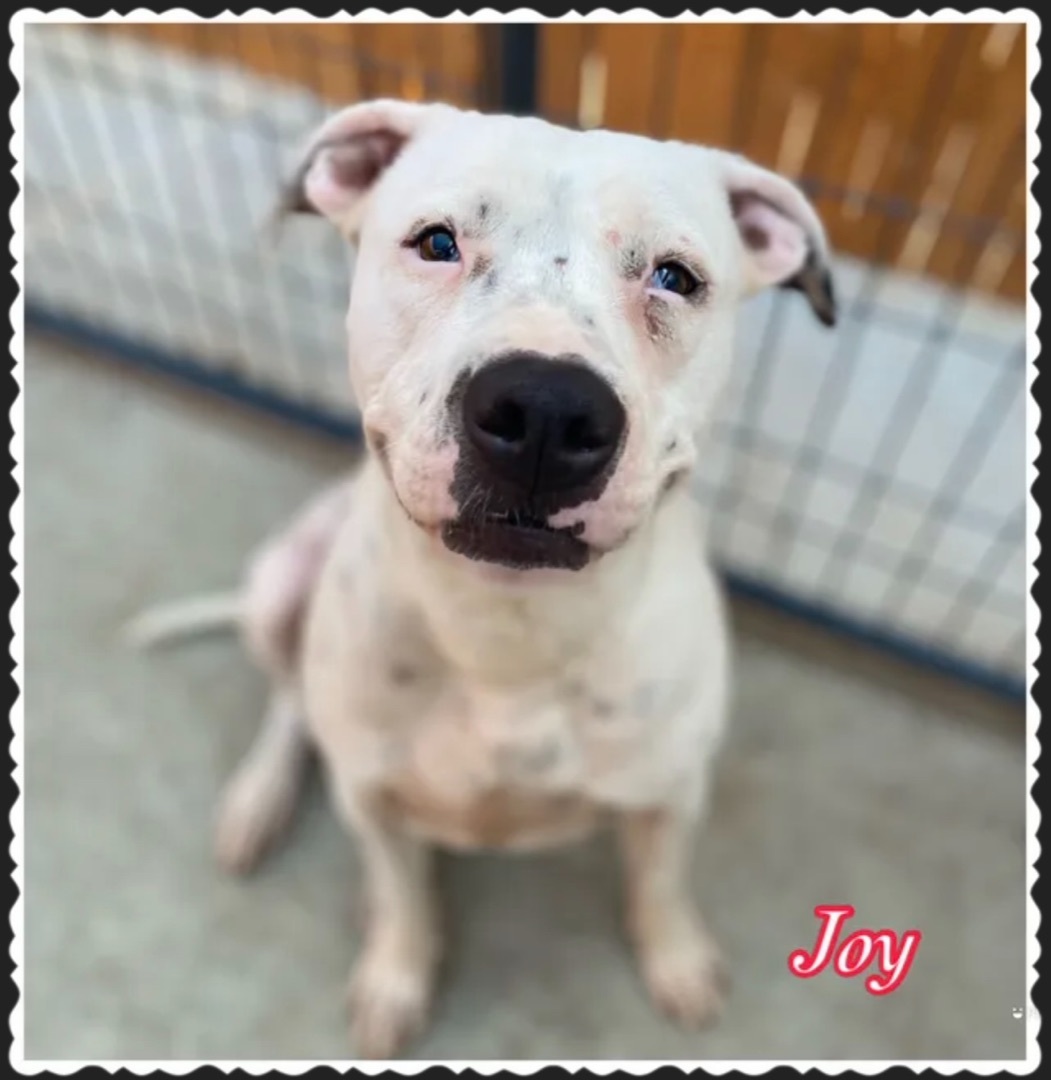Joy, an adoptable Pit Bull Terrier in Canyon, TX, 79015 | Photo Image 1