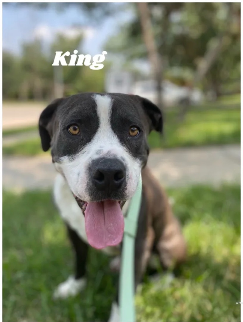 King, an adoptable Pit Bull Terrier in Canyon, TX, 79015 | Photo Image 1