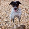 Ginny  **FEE SPONSORED**