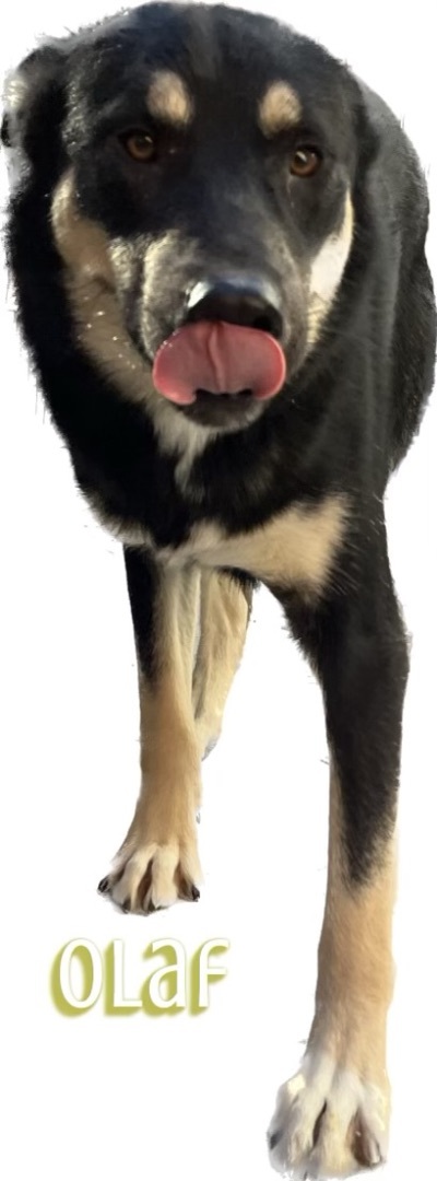 Olaf, an adoptable German Shepherd Dog in Canyon, TX, 79015 | Photo Image 1