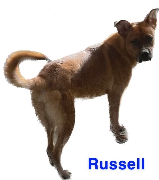 Russell , an adoptable German Shepherd Dog in Canyon, TX, 79015 | Photo Image 1