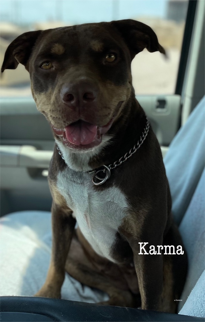 Karma , an adoptable Pit Bull Terrier in Canyon, TX, 79015 | Photo Image 1