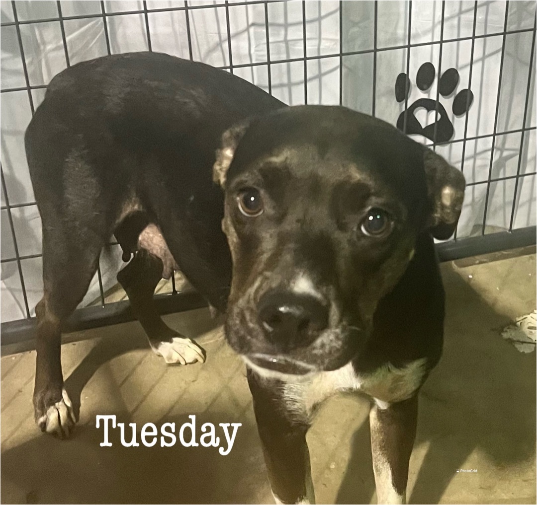 Tuesday, an adoptable Pit Bull Terrier in Canyon, TX, 79015 | Photo Image 1