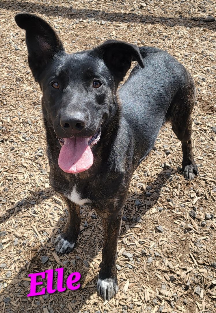 Elle, an adoptable German Shepherd Dog, Labrador Retriever in Madras, OR, 97741 | Photo Image 2