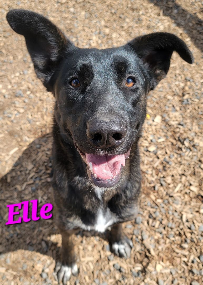 Elle, an adoptable German Shepherd Dog, Labrador Retriever in Madras, OR, 97741 | Photo Image 1