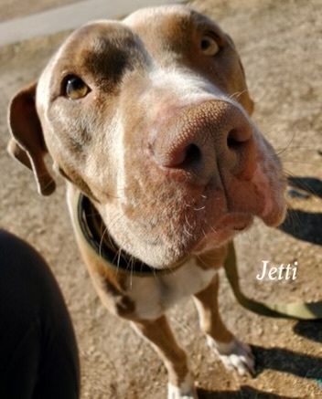 Jetti, an adoptable Pit Bull Terrier in Canyon, TX, 79015 | Photo Image 1