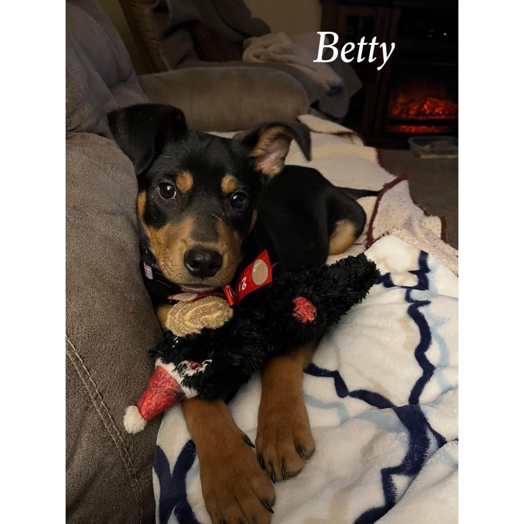 Betty , an adoptable Manchester Terrier in Canyon, TX, 79015 | Photo Image 1