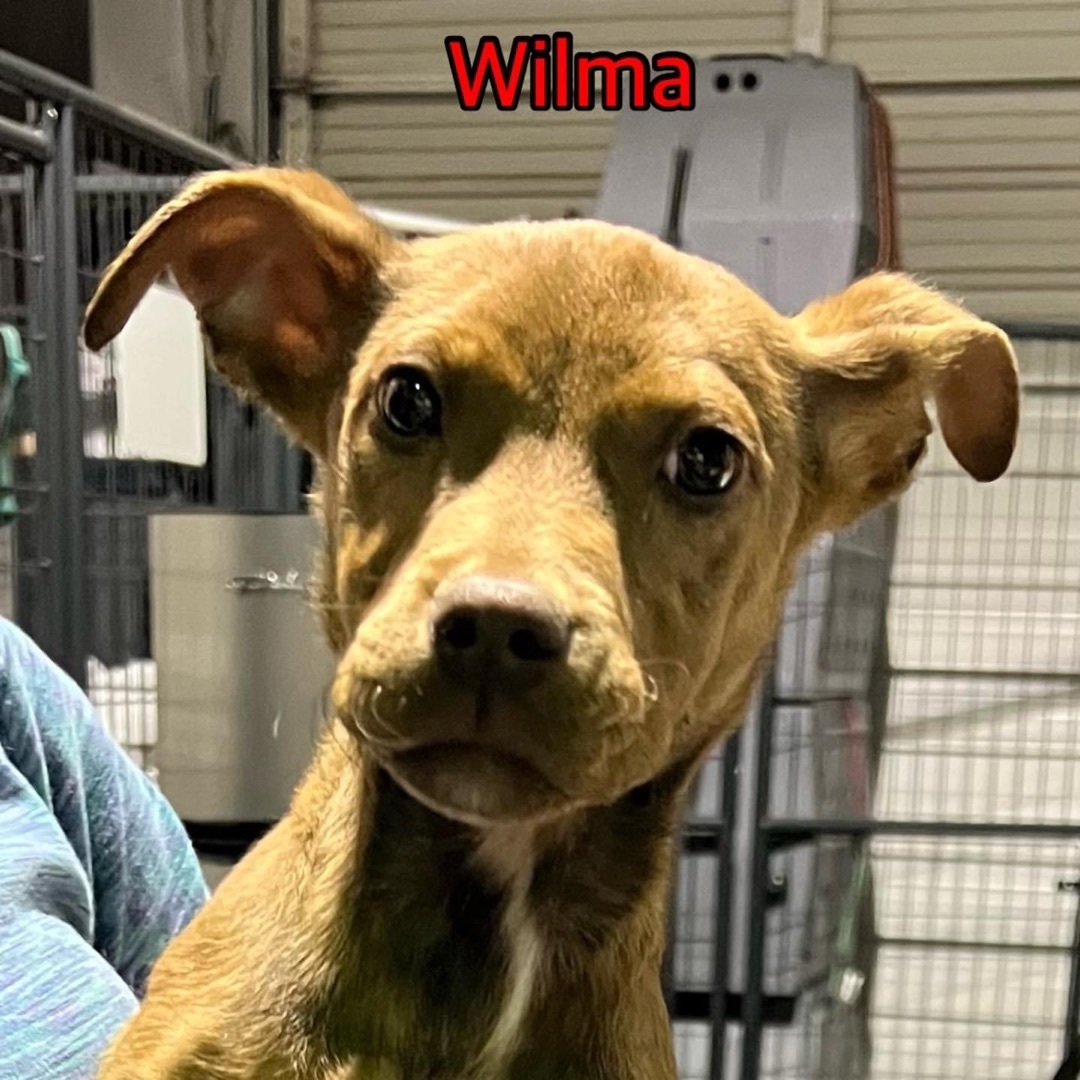 Wilma , an adoptable Pit Bull Terrier in Canyon, TX, 79015 | Photo Image 1