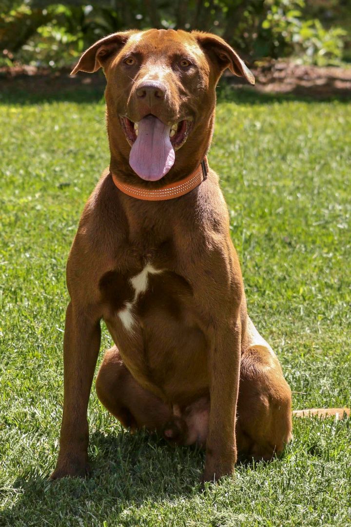 Copper labrador best sale