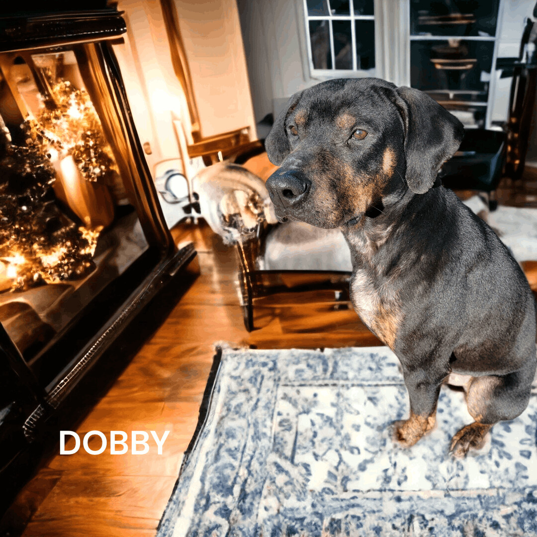 Dobby, an adoptable Doberman Pinscher in Madras, OR, 97741 | Photo Image 2