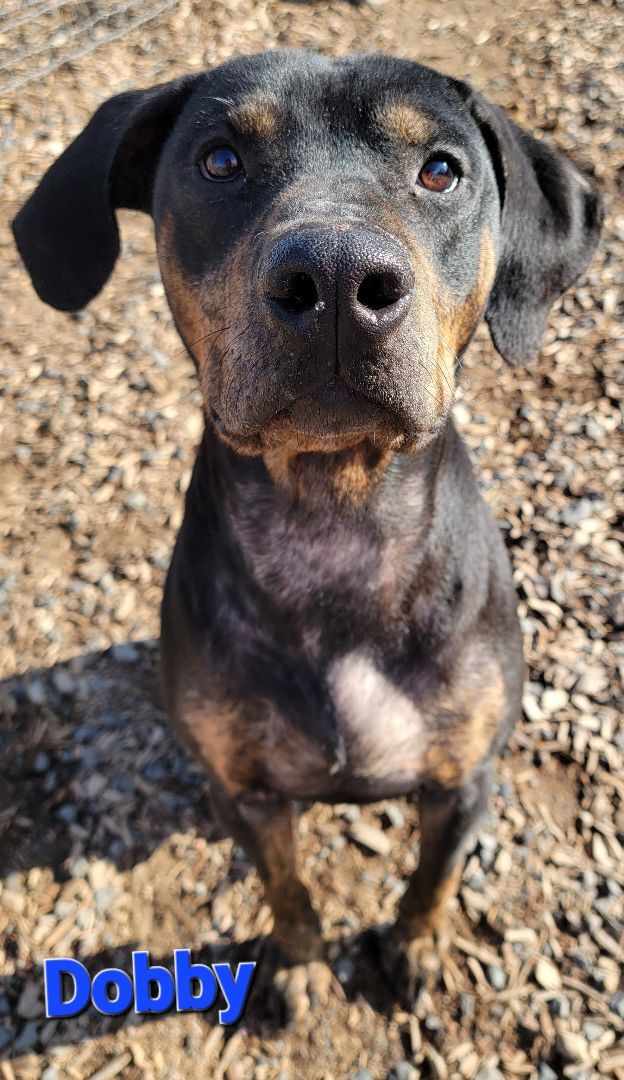 Dobby