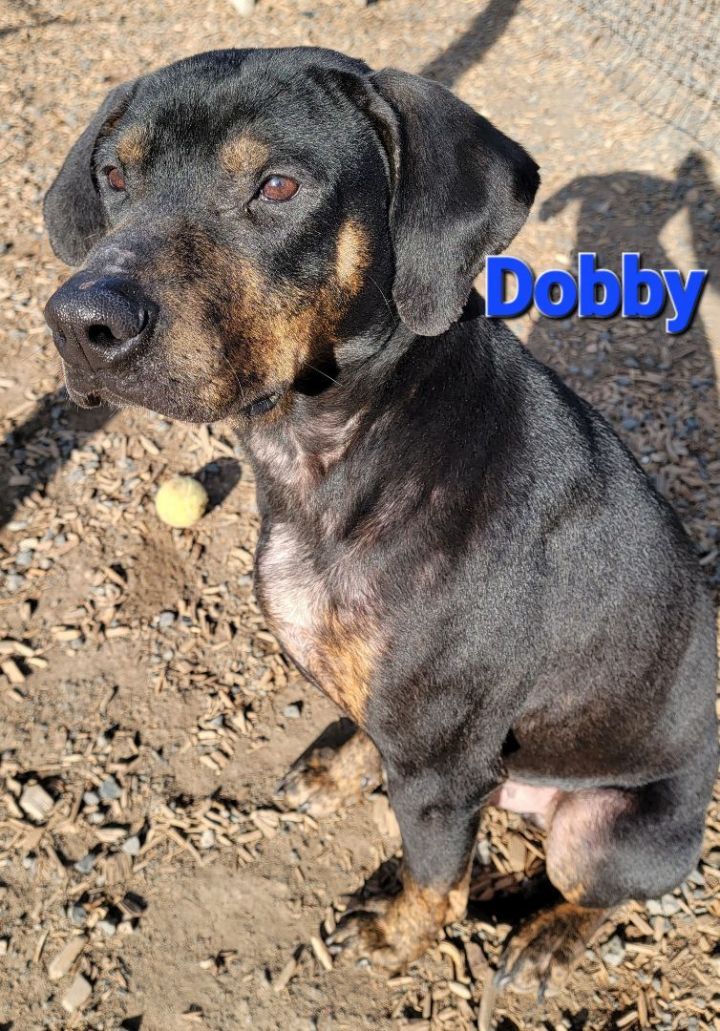 Dobby, an adoptable Doberman Pinscher Mix in Madras, OR_image-4