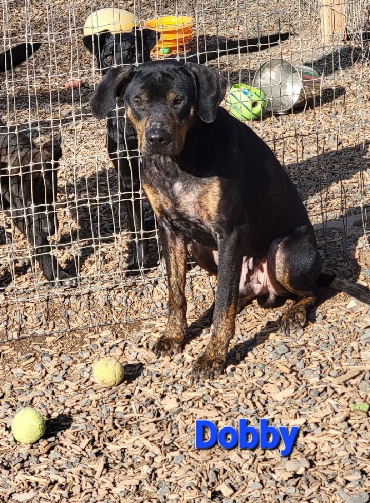 Dobby, an adoptable Doberman Pinscher Mix in Madras, OR_image-5
