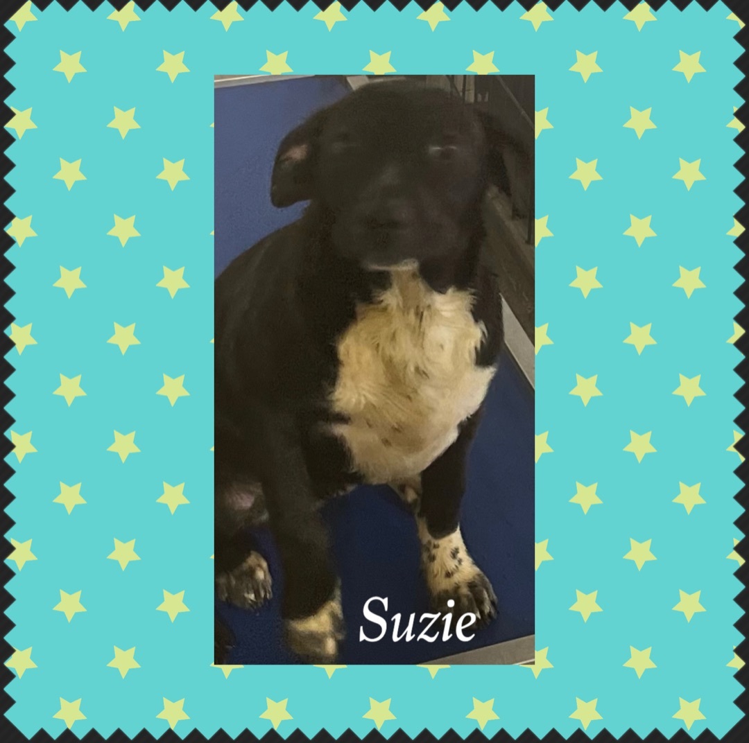 Suzie, an adoptable Black Labrador Retriever in Canyon, TX, 79015 | Photo Image 1