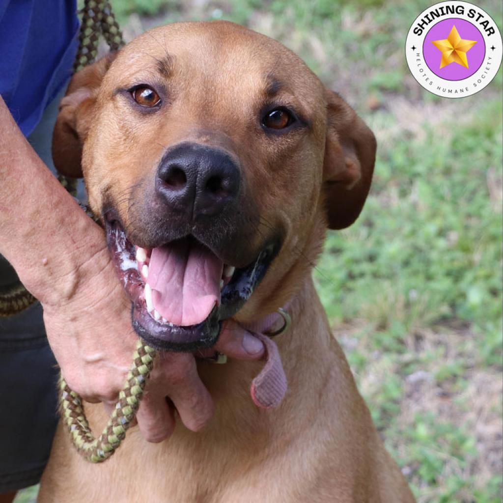 Sulley, an adoptable Retriever, Mastiff in San Antonio, TX, 78253 | Photo Image 1