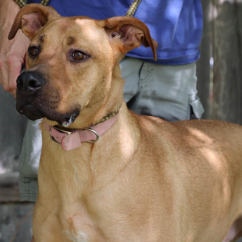 Sulley, an adoptable Retriever, Mastiff in San Antonio, TX, 78253 | Photo Image 2