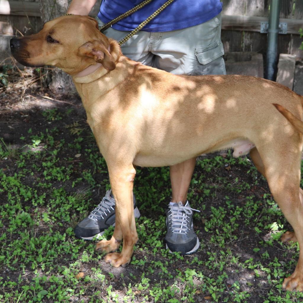 Sulley, an adoptable Retriever, Mastiff in San Antonio, TX, 78253 | Photo Image 3