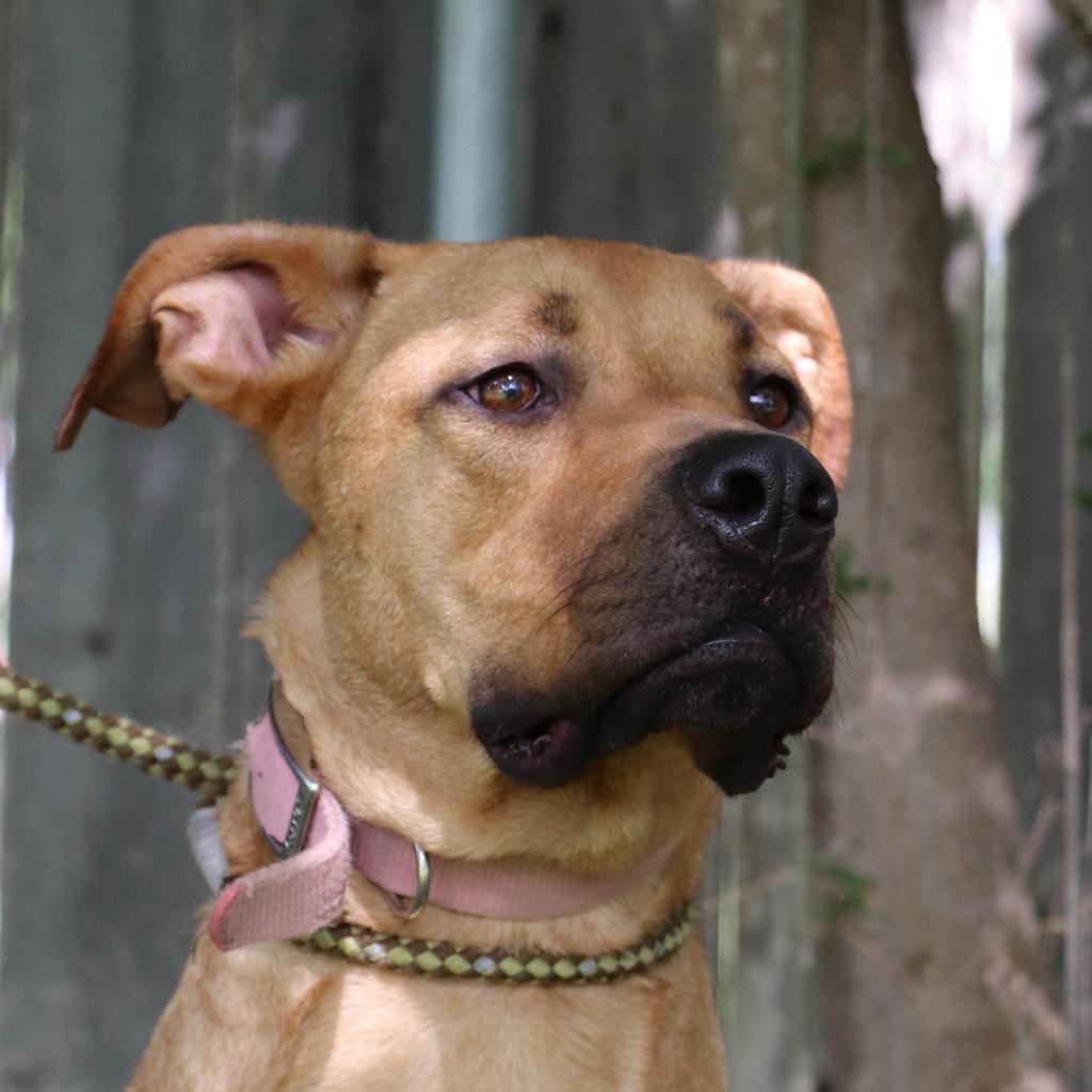 Sulley, an adoptable Retriever, Mastiff in San Antonio, TX, 78253 | Photo Image 4