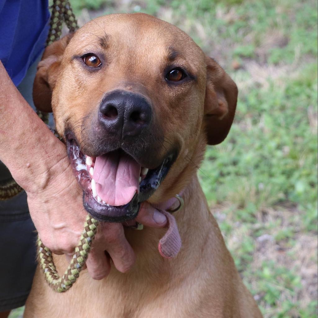 Sulley, an adoptable Retriever, Mastiff in San Antonio, TX, 78253 | Photo Image 5