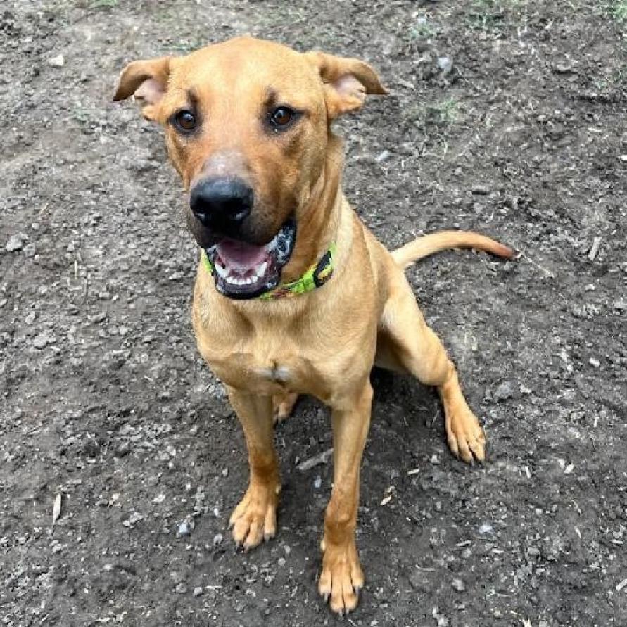 Sulley, an adoptable Retriever, Mastiff in San Antonio, TX, 78253 | Photo Image 6