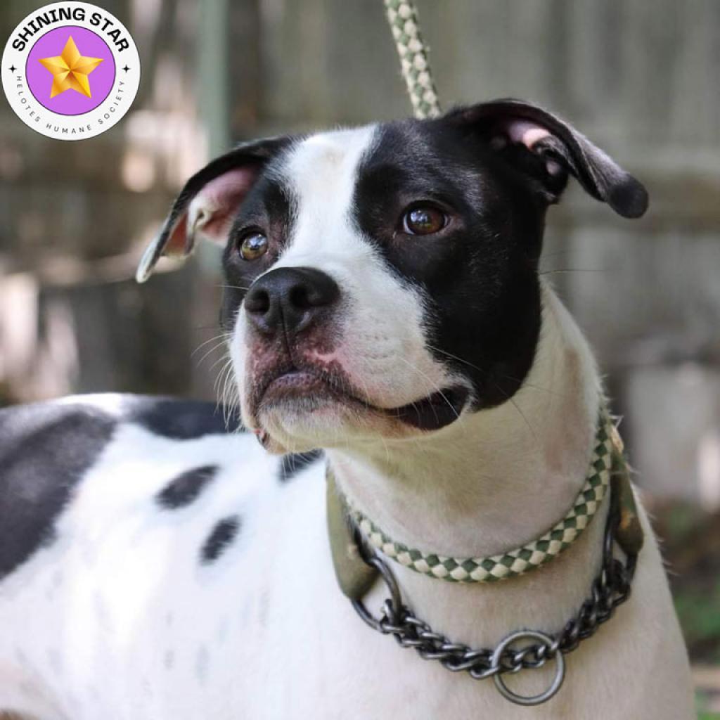 Neko, an adoptable Pointer, Terrier in San Antonio, TX, 78253 | Photo Image 1
