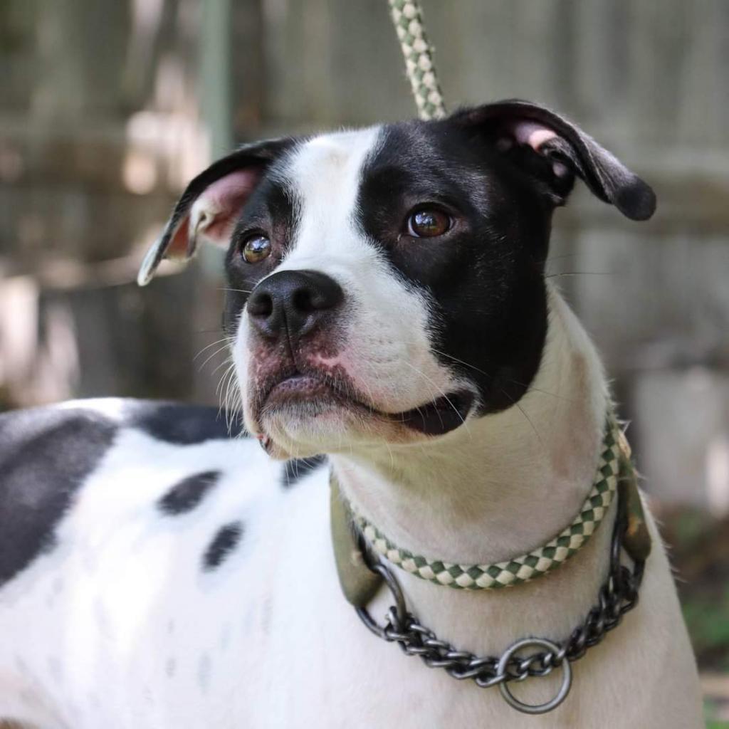 Neko, an adoptable Pointer, Terrier in San Antonio, TX, 78253 | Photo Image 2