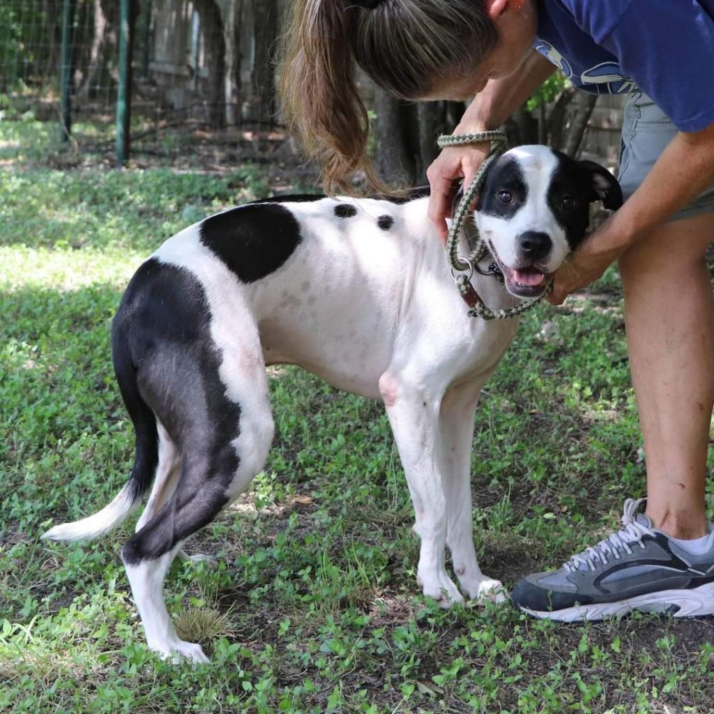Neko, an adoptable Pointer, Terrier in San Antonio, TX, 78253 | Photo Image 3