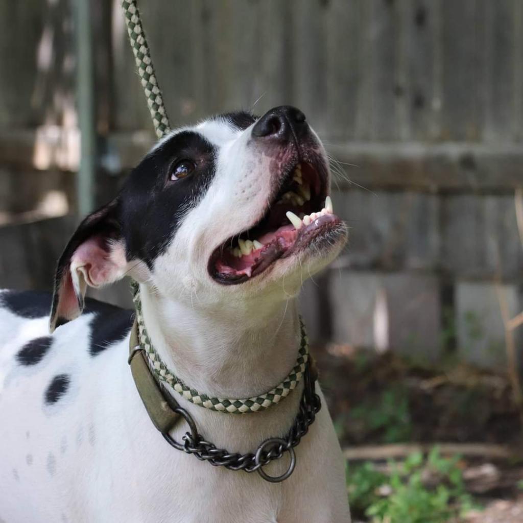 Neko, an adoptable Pointer, Terrier in San Antonio, TX, 78253 | Photo Image 4