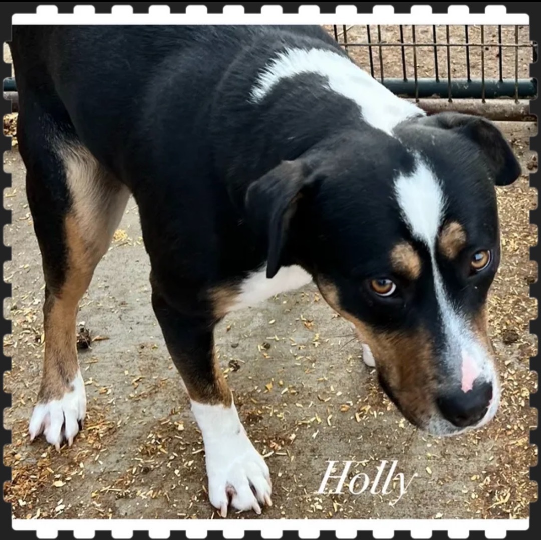 Holly, an adoptable Mixed Breed in Canyon, TX, 79015 | Photo Image 1