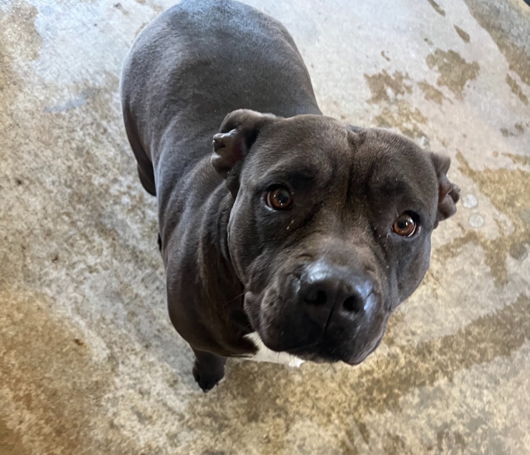 Polly, an adoptable Pit Bull Terrier in Canyon, TX, 79015 | Photo Image 1