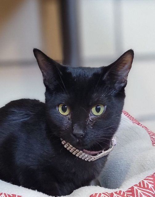 Butterfly, an adoptable American Shorthair in Pueblo, CO, 81005 | Photo Image 1