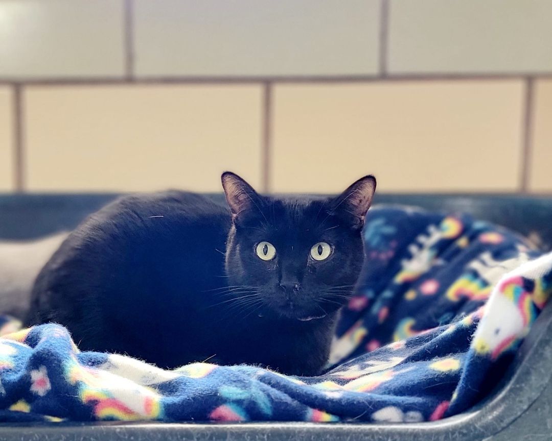 Butterfly, an adoptable American Shorthair in Pueblo, CO, 81005 | Photo Image 2