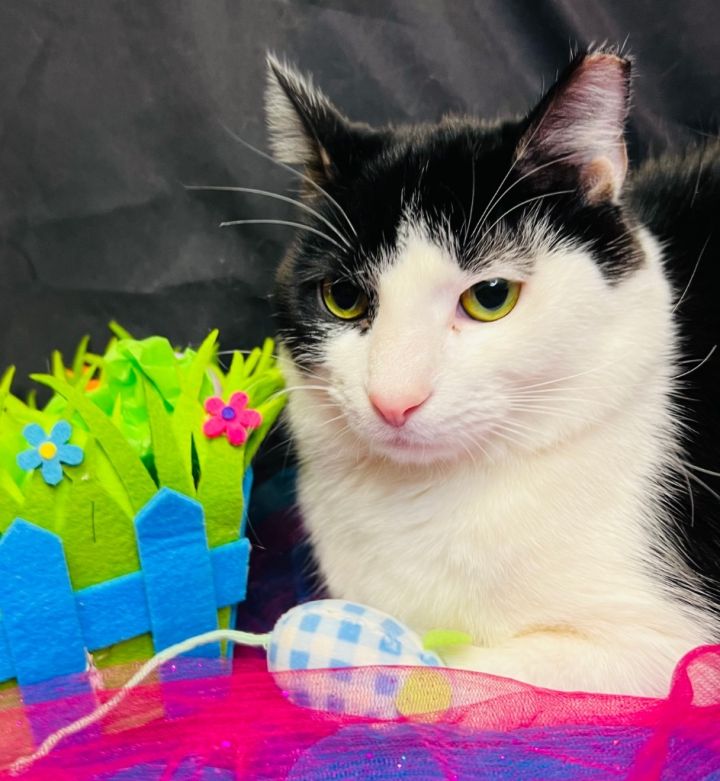 TUBBS, an adoptable Domestic Long Hair in Wintersville, OH_image-6