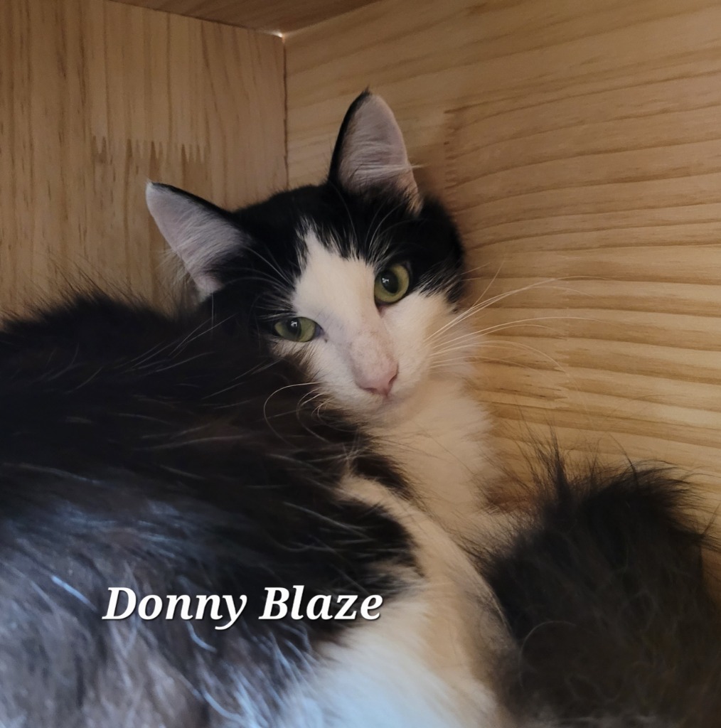 Donny Blaze, an adoptable Domestic Long Hair in Cedar Rapids, IA, 52404 | Photo Image 1