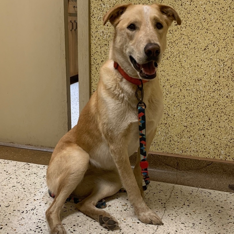 Dog for adoption Penny, a Yellow Labrador Retriever & Australian Cattle Dog / Blue Heeler Mix