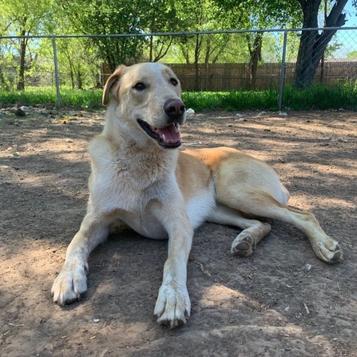 Yellow 2024 cattle dog