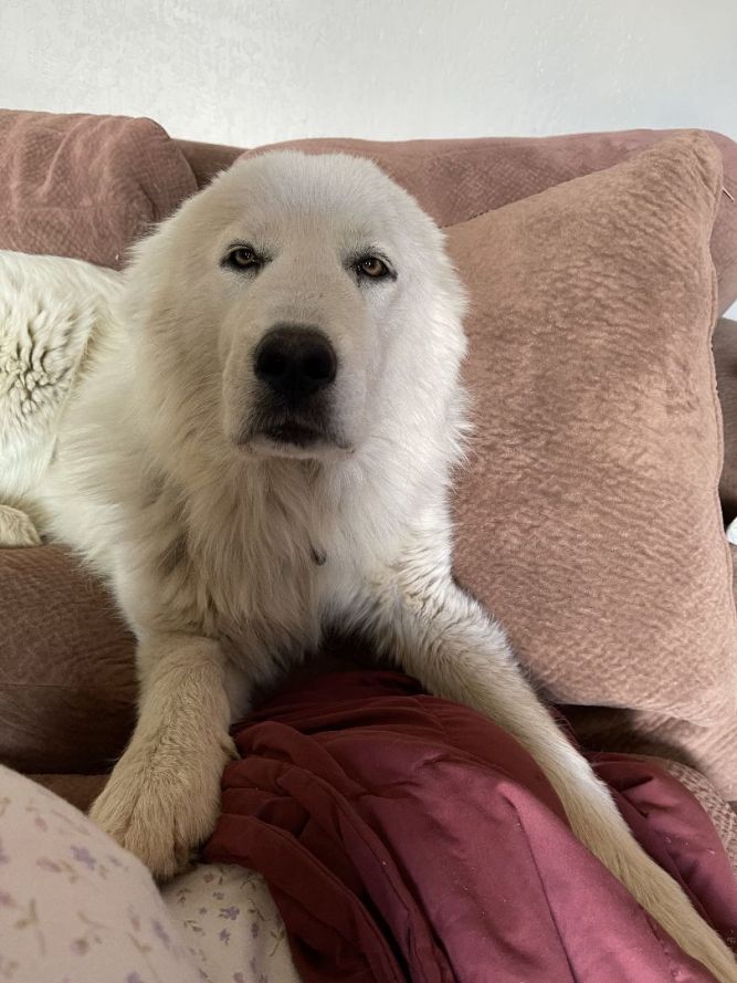 are great pyrenees puppies lazy