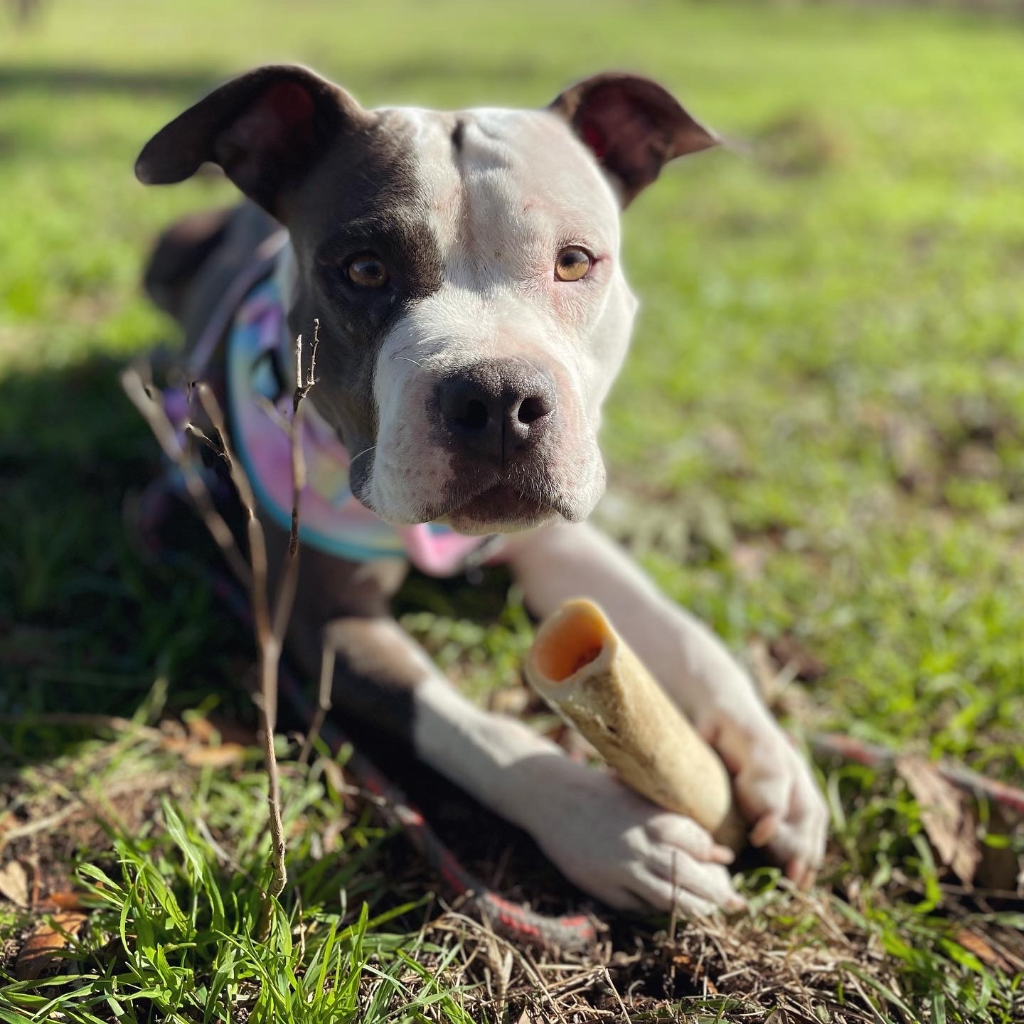Raya, an adoptable American Staffordshire Terrier in Arlee, MT, 59821 | Photo Image 1