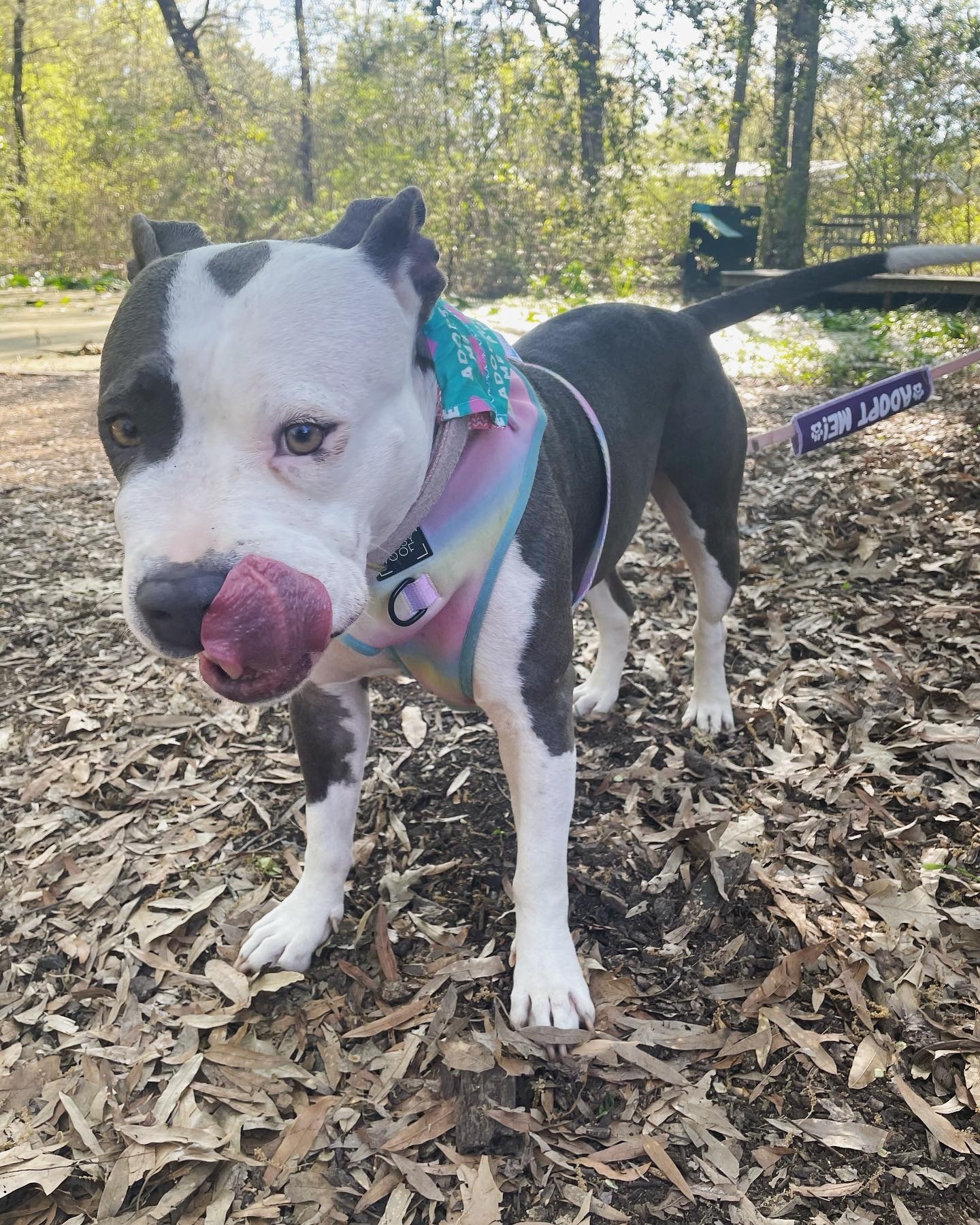 Raya, an adoptable American Staffordshire Terrier in Arlee, MT, 59821 | Photo Image 3