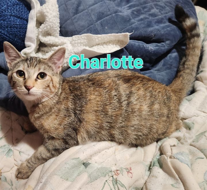 Charlotte 1
