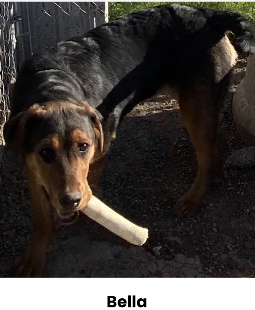 Bella, an adoptable Mixed Breed in Canyon, TX, 79015 | Photo Image 1