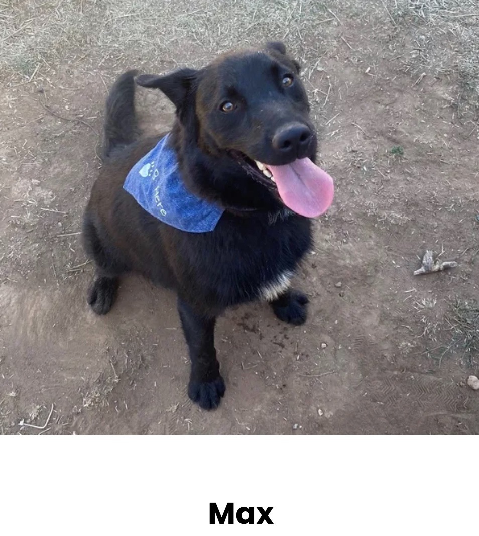 Max, an adoptable German Shepherd Dog in Canyon, TX, 79015 | Photo Image 1