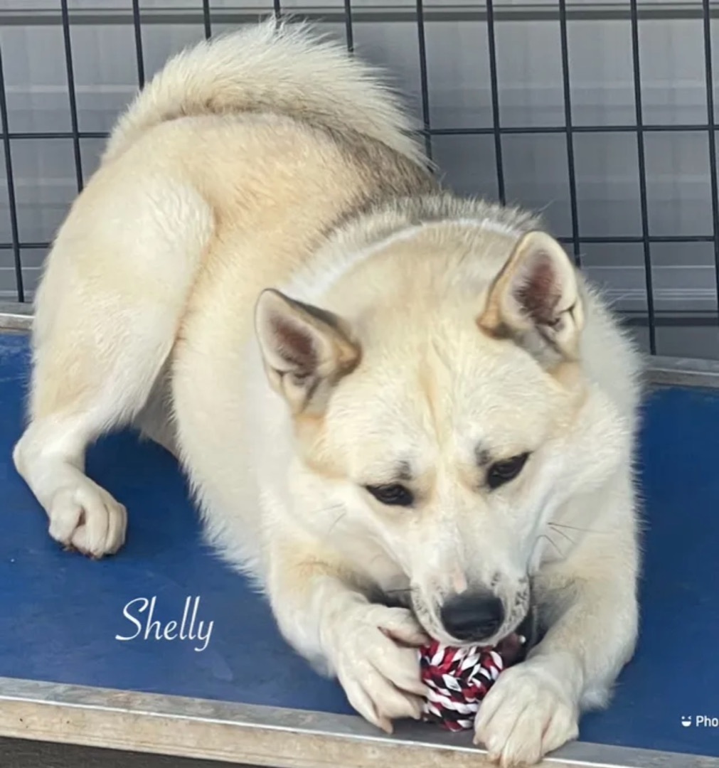 Shelly , an adoptable Shiba Inu in Canyon, TX, 79015 | Photo Image 1