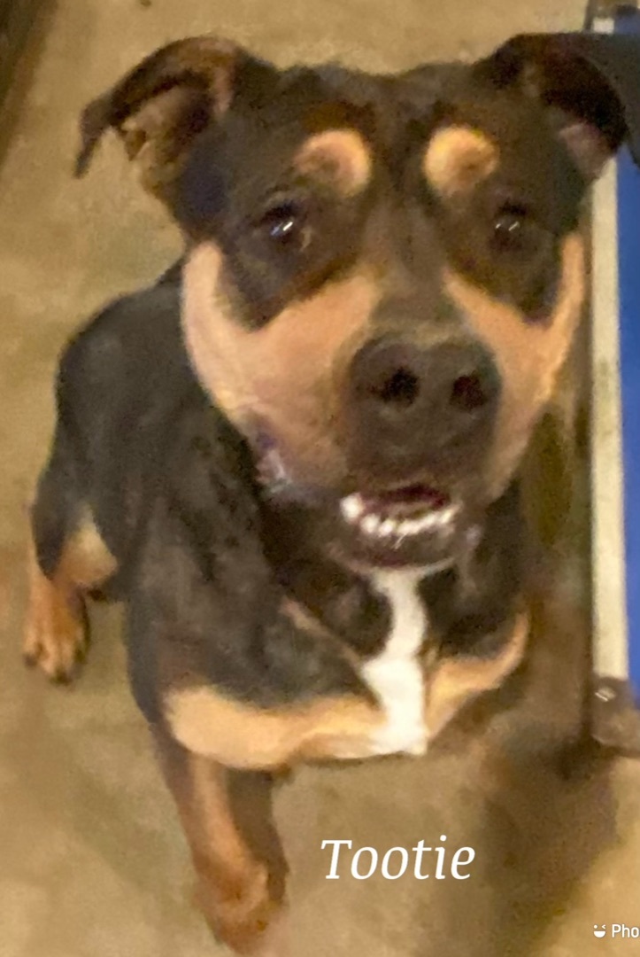 Tootie , an adoptable American Bulldog in Canyon, TX, 79015 | Photo Image 1