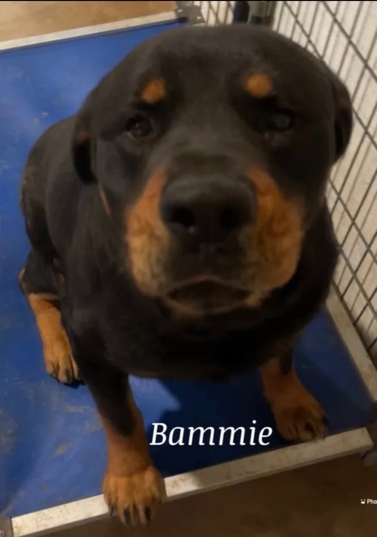 Bammie , an adoptable Rottweiler in Canyon, TX, 79015 | Photo Image 1
