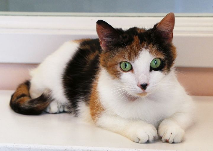 Cat for adoption Pear, a Domestic Short Hair in Charles Town, WV Petfinder