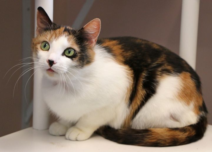 Pear, an adoptable Domestic Short Hair in Charles Town, WV_image-5