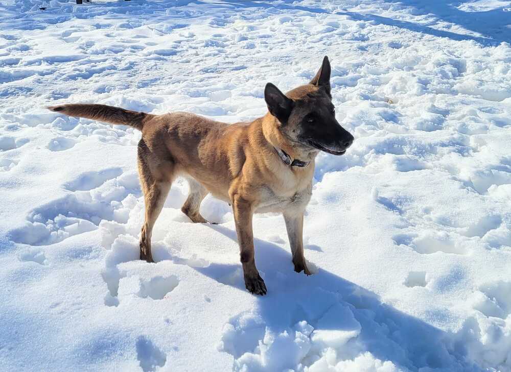 Haven, an adoptable Belgian Shepherd / Malinois in Wiarton, ON, N0H 2T0 | Photo Image 1