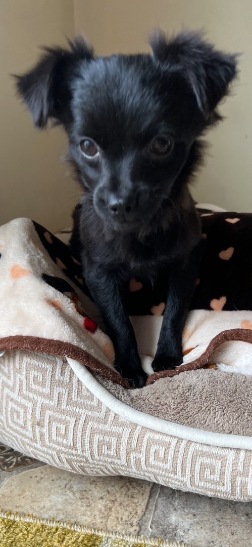 Dog For Adoption - Dinky, Please Help! Donations Needed!, A Chihuahua Mix  In Armada, Mi | Petfinder